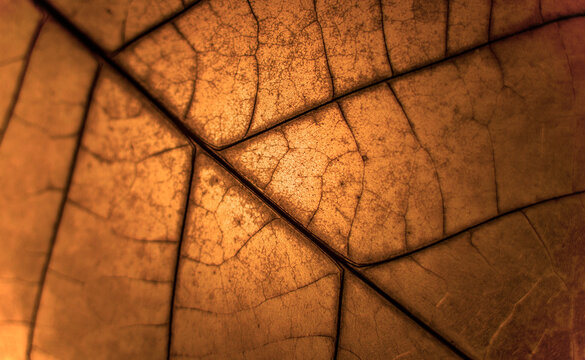 Fototapeta feuille tabac automne gros paln