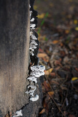 Soft focused close up shot of burl, burr, parasite mushrooms on a tree.