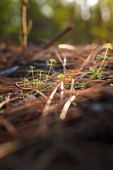 Soft focused close up vertical shot of beautiful young green grass among dry pine needles in coniferous forest in sunrays light