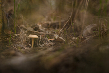 Soft focused shot of fresh tricholoma mushroom in autumn forest, Clitocybe nuda or Lepista nuda among dry leaves and green grass