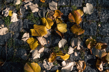 Fallen leaves on the stone pavement.