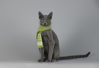 Grey cat in green knitted scarf sits on a gray background and looks expressively. Russian blue cat with green eyes.