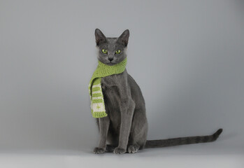 Grey cat in green knitted scarf sits on a gray background and looks expressively. Russian blue cat...