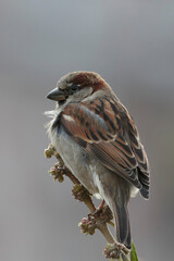 house sparrow Passer domesticus perching