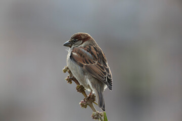 house sparrow Passer domesticus perching