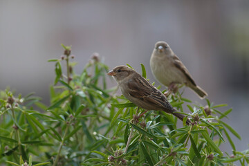 house sparrow Passer domesticus perching