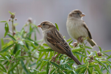 house sparrow Passer domesticus perching