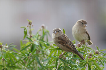 house sparrow Passer domesticus perching