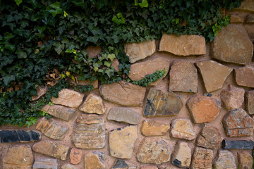 Green Wall creeper with leaves on stone built wall working on covering the wall