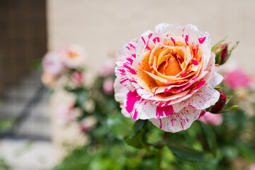 A very strange colored rose  with pink white and yellow in a rose garden