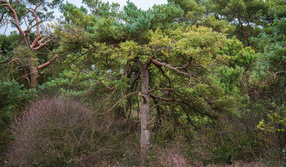 Fototapeta premium contrasting winter foliage colours on a lone Scots pine (Pinus sylvestris) Wiltshire UK