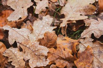 Oak orange leaves on the ground with green grass. Autumn nature close up. Dry leaves with dew drops. Rainy day background. Water drops on autumn leaves, macro. Beauty in nature. November concept. 