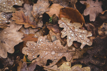 Oak orange leaves on the ground with green grass. Autumn nature close up. Dry leaves with dew...