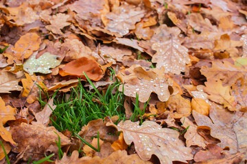 Oak orange leaves on the ground with green grass. Autumn nature close up. Dry leaves with dew drops. Rainy day background. Water drops on autumn leaves, macro. Beauty in nature. November concept.