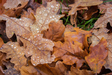 Oak orange leaves on the ground with green grass. Autumn nature close up. Dry leaves with dew drops. Rainy day background. Water drops on autumn leaves, macro. Beauty in nature. November concept. 