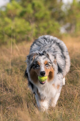 blue merle Australian shepherd puppy dog runs and jump on the meadow of the Praglia with a pitbull puppy dog in Liguria in Italy