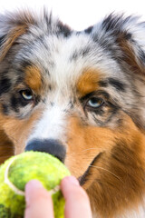 blue merle Australian shepherd puppy dog runs and jump on the meadow of the Praglia with a pitbull puppy dog in Liguria in Italy