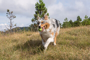 Plakat blue merle Australian shepherd puppy dog runs and jump on the meadow of the Praglia with a pitbull puppy dog in Liguria in Italy