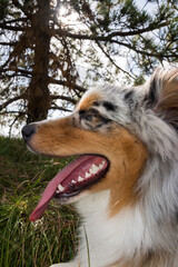 blue merle Australian shepherd puppy dog runs and jump on the meadow of the Praglia with a pitbull puppy dog in Liguria in Italy