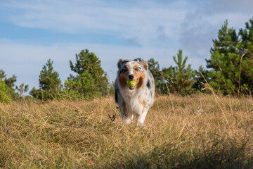 blue merle Australian shepherd puppy dog runs and jump on the meadow of the Praglia with a pitbull puppy dog in Liguria in Italy
