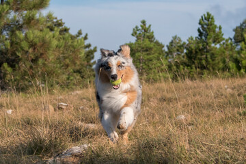 Fototapeta na wymiar blue merle Australian shepherd puppy dog runs and jump on the meadow of the Praglia with a pitbull puppy dog in Liguria in Italy