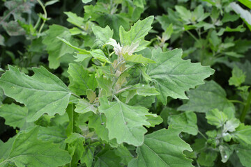 In nature, the grows fat hen (Chenopodium album)