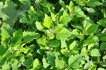 In nature, the grows fat hen (Chenopodium album)