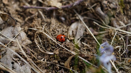 Nel cuore una coccinella 