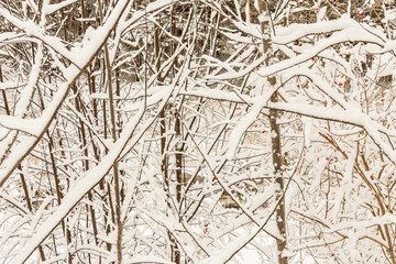 trees and branches covered with snow