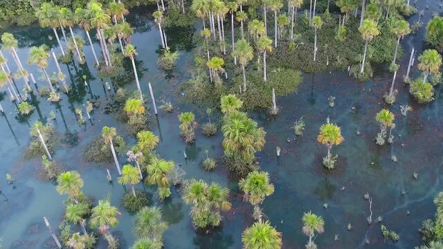 Nature landscape of Amazon Rainforest. Amazon river scenery. Amazonia forest. Aerial nature landscape of famous amazon river.