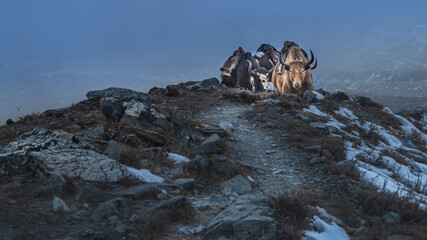 group of yaks goes by hill in foggy day with copy space