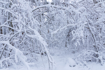 trees and branches covered with snow