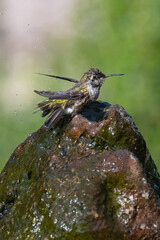 Anna's Hummingbird Female Bathing Wings Up Big Splash