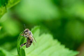 Bee on green leaves of a tree.