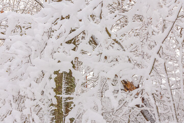 trees and branches covered with snow