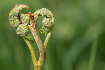 Close up of common bracken (pteridium aquilinum) in a meadow