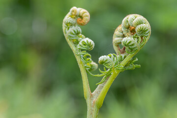 Close up of common bracken (pteridium aquilinum) in a meadow