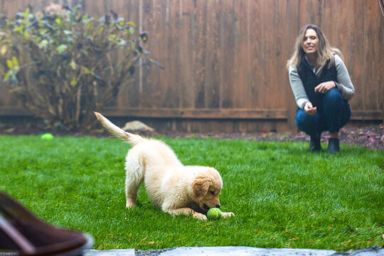 Woman playing tennis ball fetch with her golden retriever puppy dog in the backyard of her hom. 
