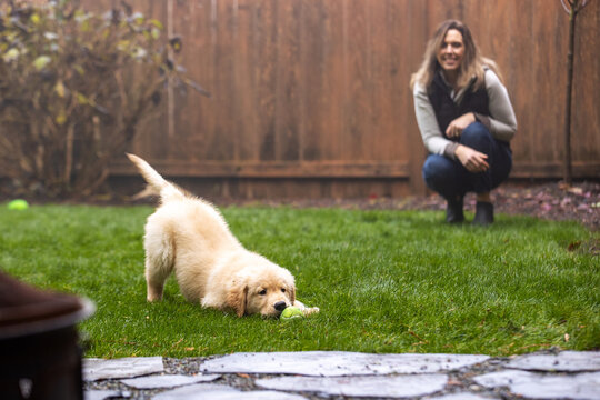 Woman playing tennis ball fetch with her golden retriever puppy dog in the backyard of her hom. 