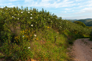 Fototapeta na wymiar Cistus ladanifer plants in the highlands of the Algarve province in Portugal.