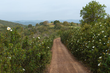 Country road in the Algarve province of Portugal. The landscape is dominated by Cistus ladanifer...