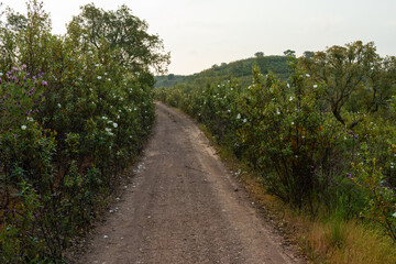 Fototapeta na wymiar Country road in the Algarve province of Portugal. The landscape is dominated by Cistus ladanifer plants, wild lavender and cork oaks.