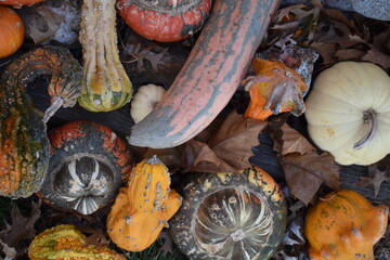 Gourds and Pumpkins in a Group