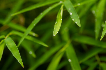 Bamboo green leaves in rainy days for natural background, shallow focus
