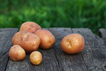 fresh organic potatoes on a wooden table in summer garden outdoors
