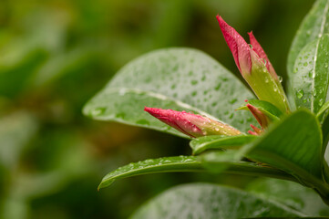 Naklejka na ściany i meble Adenium flower buds after raining, also known as desert rose, in shallow focus