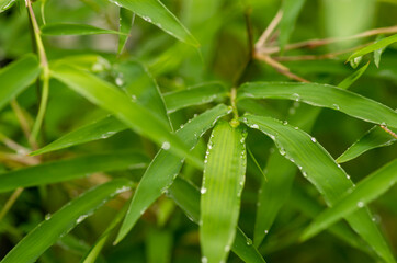 Bamboo green leaves in rainy days for natural background, shallow focus