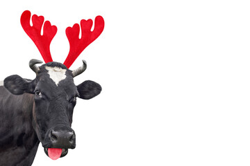 Christmas funny black and white spotted cow portrait isolated on white background. Cow stuck out...