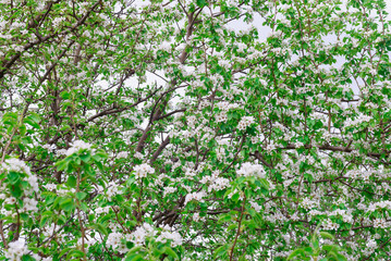 Blooming tree. Apple tree with white flowers.