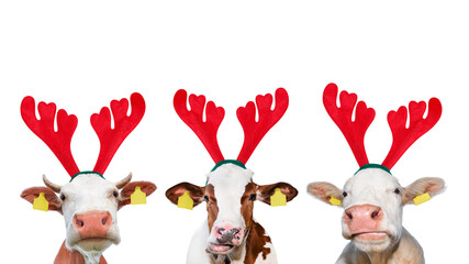 Christmas funny cow isolated on white background. Portrait of three Cows in Christmas Reindeer...